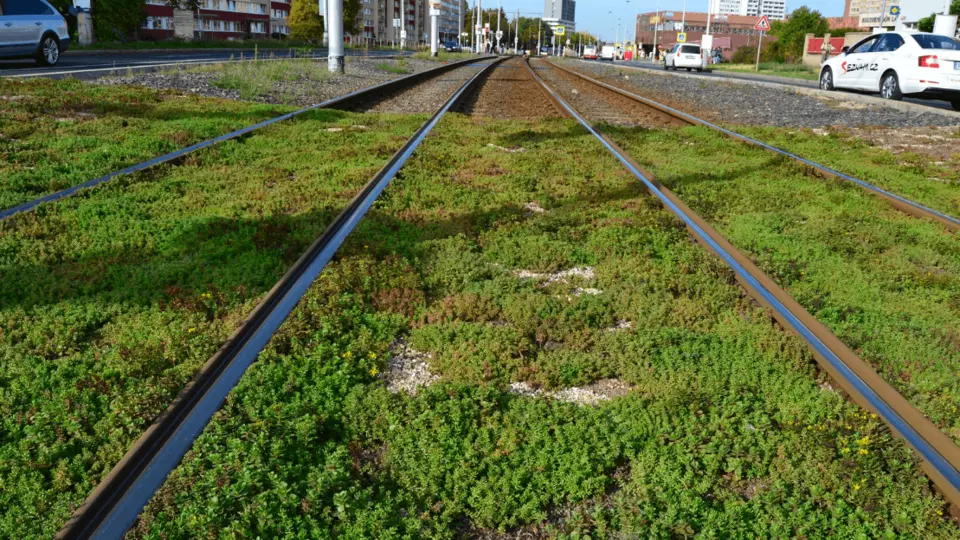 Ozelenění tramvajových pásů